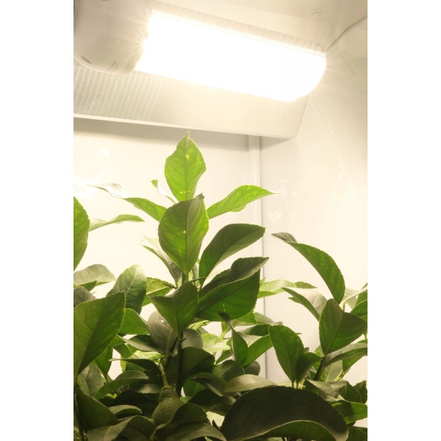 SpectraBULB X55 - Ampoule Horticole LED - Douille E40 - 55W - 4