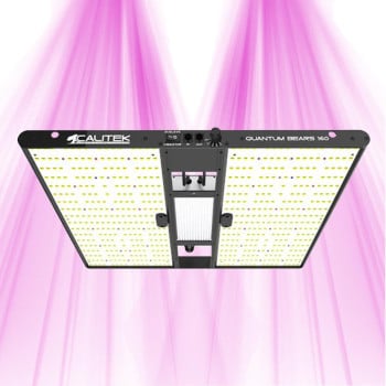 Quantum Bears 160W - Éclairage horticole LED puissant à spectre complet - Calitek