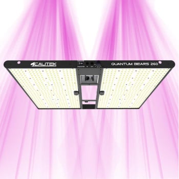 Quantum Bears 260W - Éclairage horticole LED puissant à spectre complet - Calitek