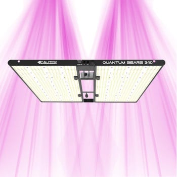Quantum Bears 340W - Éclairage horticole LED puissant à spectre complet - Calitek