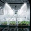 Tubes LEDs 60cm / 120cm pour semis, boutures et jeunes plantes - V2 - Couverture parfaite - Plug & Play
