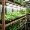 Tubes LEDs 60cm / 120cm pour semis, boutures et jeunes plantes - V2 - Couverture parfaite - Plug & Play