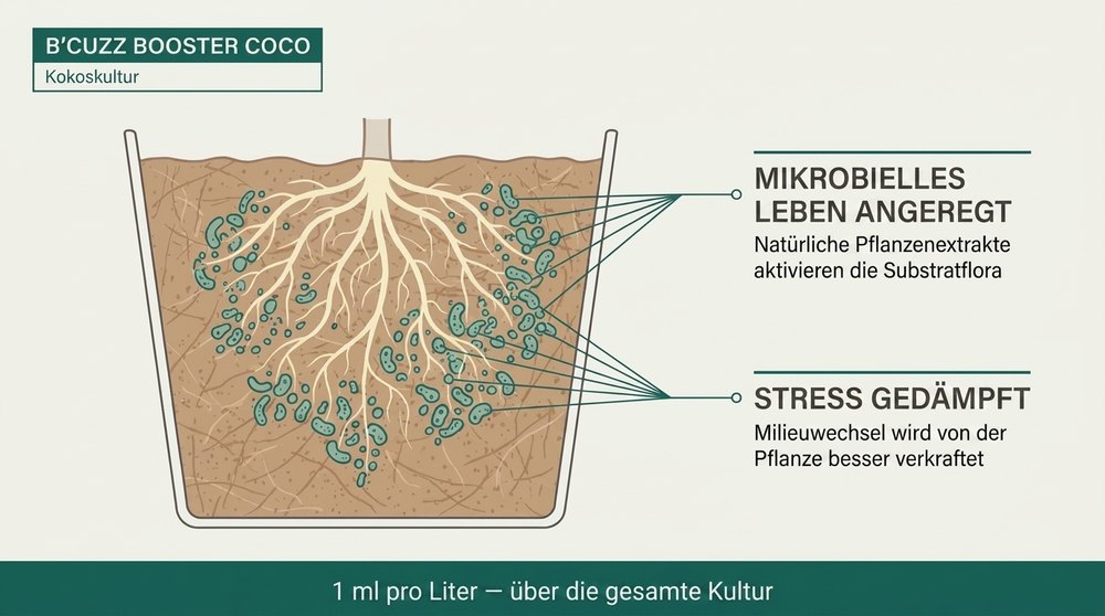 Booster coco Schema B'Cuzz Atami
