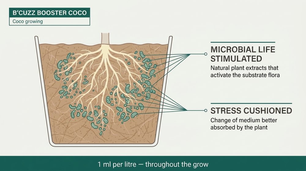 booster coco diagram B'Cuzz Atami