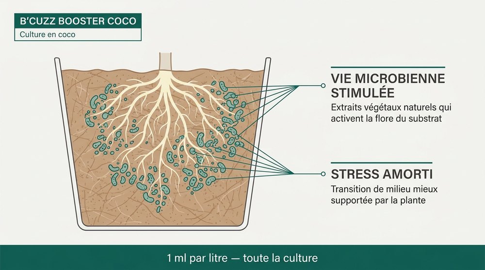 schema booster coco B'Cuzz Atami
