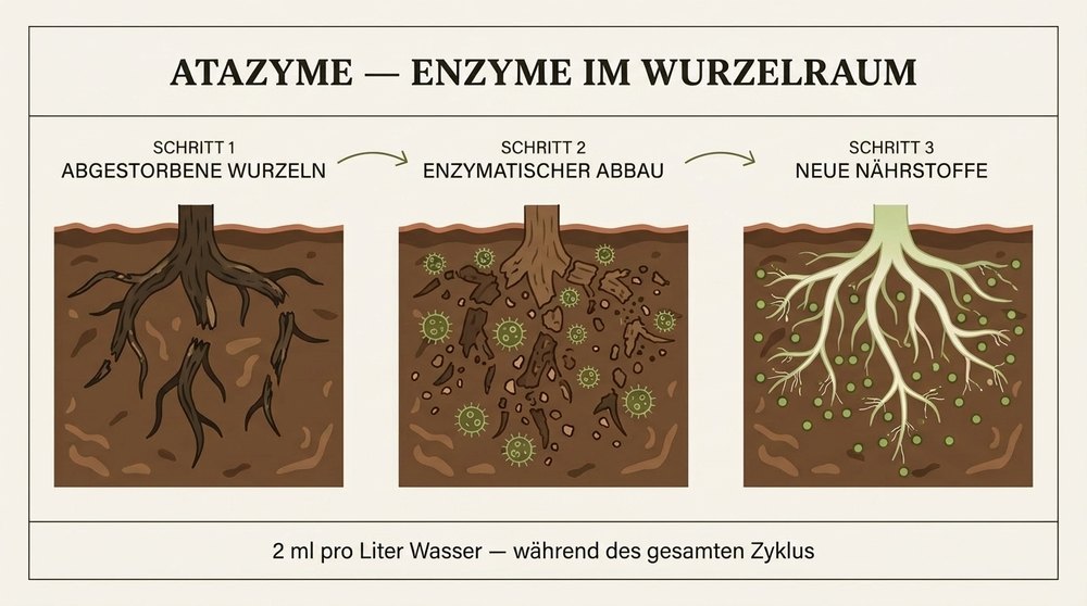 Schema enzymatischer Wurzelabbau ATAZYME Atami
