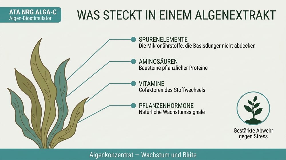 Schema Algenextrakt ATA NRG Alga-C Atami