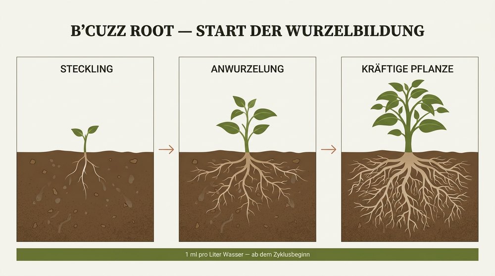 Schema Wurzelbildung B'Cuzz Root Atami