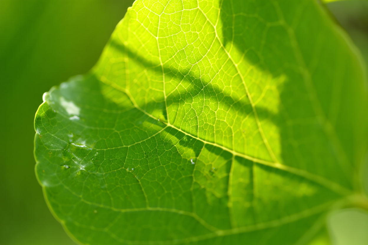 Énergie solaire et photosynthèse : conversion biologique en 1ère