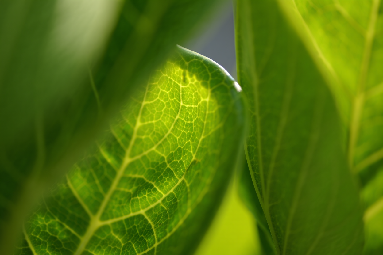 Photosynthèse cellule : le rôle du chloroplaste expliqué
