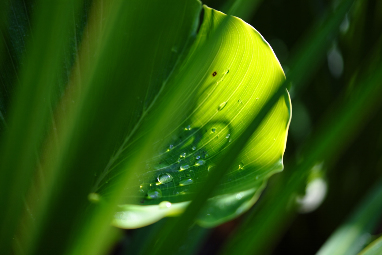 Photosynthèse définition svt 4ème : comprendre la plante