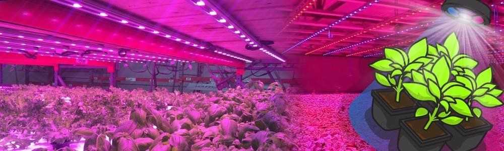 Quels avantages procure une lampe LED horticole ?