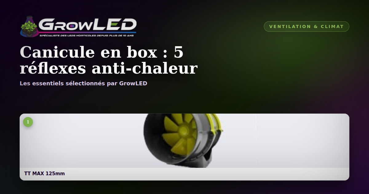 Canicule en box : les 5 réflexes pour protéger vos plantes de la chaleur